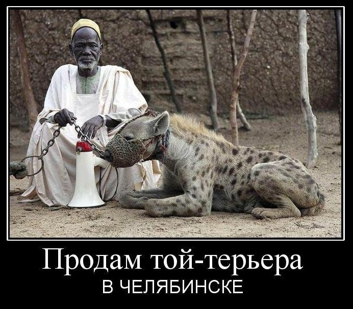 Продам той-терьера